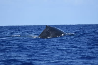 DSC_0356.JPG