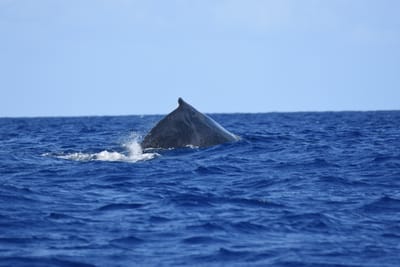 DSC_0358.JPG