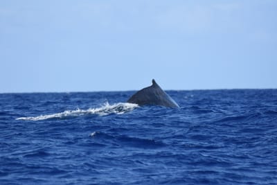 DSC_0360.JPG