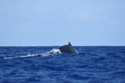 DSC_0361.JPG