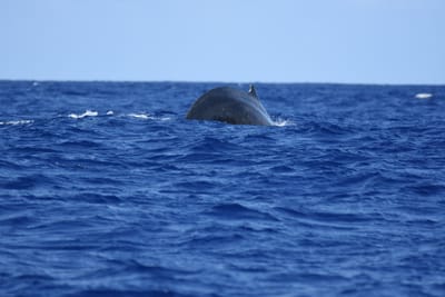 DSC_0363.JPG