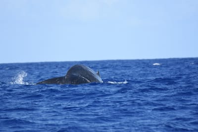 DSC_0364.JPG
