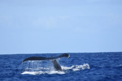 DSC_0368.JPG