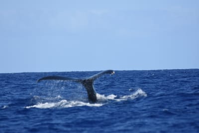 DSC_0369.JPG