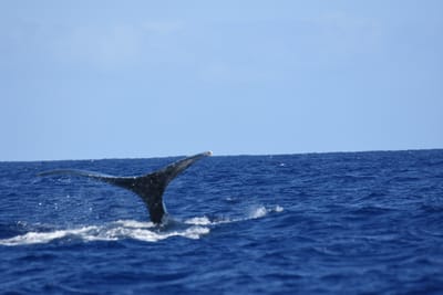 DSC_0370.JPG