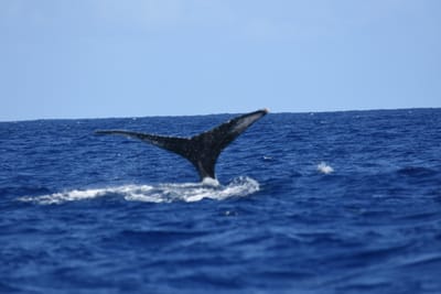 DSC_0371.JPG