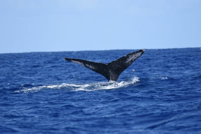 DSC_0372.JPG