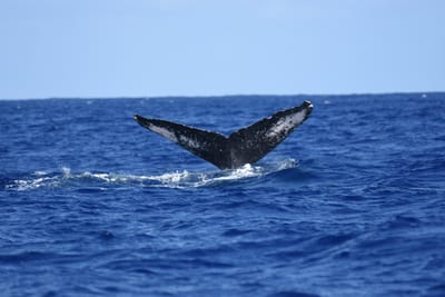 DSC_0373.JPG