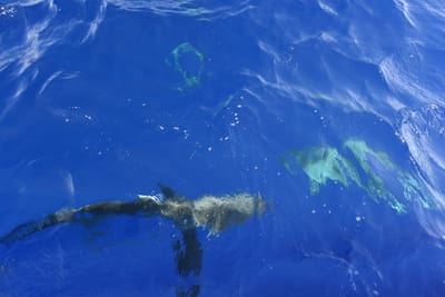DSC_2528.JPG