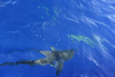 DSC_2529.JPG