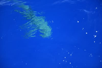 DSC_2590.JPG
