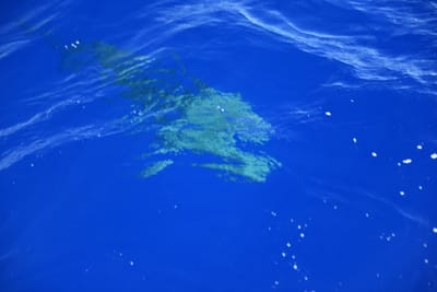 DSC_2591.JPG