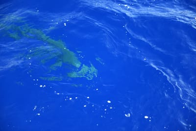 DSC_2593.JPG