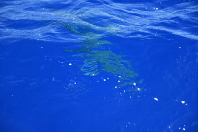 DSC_2594.JPG