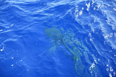 DSC_2609.JPG