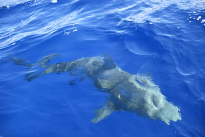 DSC_2610.JPG