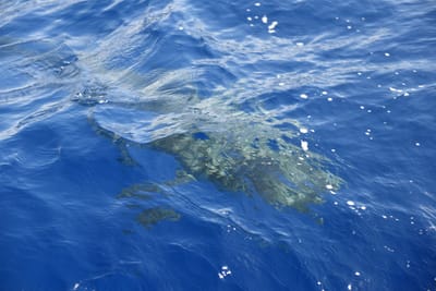 DSC_2611.JPG