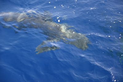 DSC_2612.JPG