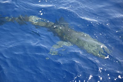 DSC_2613.JPG