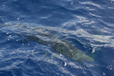 DSC_2614.JPG