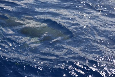 DSC_2616.JPG