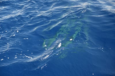 DSC_2619.JPG