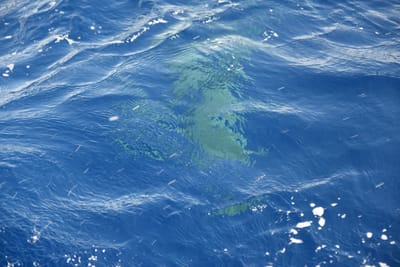DSC_2620.JPG