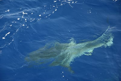 DSC_2621.JPG