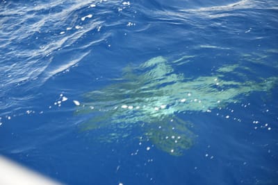 DSC_2622.JPG