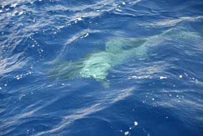 DSC_2623.JPG