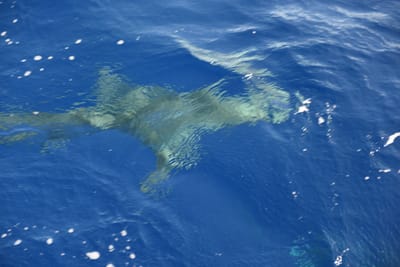 DSC_2624.JPG
