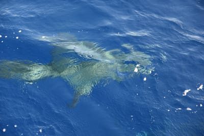 DSC_2625.JPG