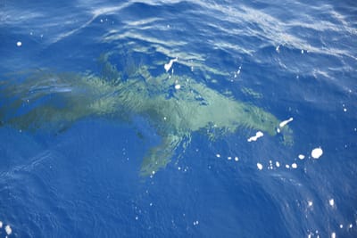 DSC_2626.JPG