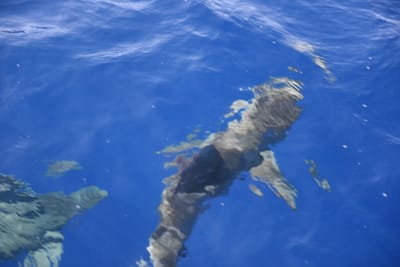 DSC_2638.JPG