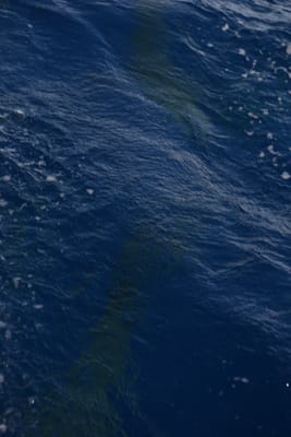 DSC_2645.JPG