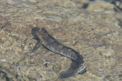 DSC_0431.JPG