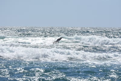DSC_0266.JPG