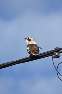 DSC_0213.JPG
