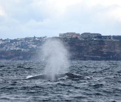 DSC_2534.JPG