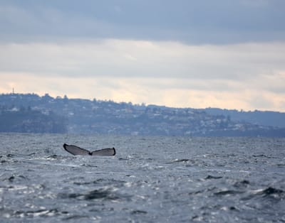DSC_2567.JPG