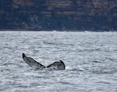 DSC_2574.JPG