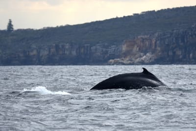 DSC_2590.JPG