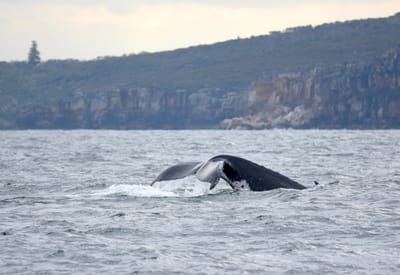 DSC_2596.JPG