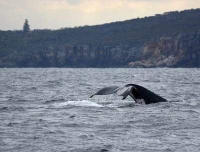 DSC_2597.JPG