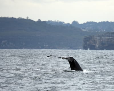 DSC_2604.JPG