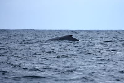 DSC_2633.JPG