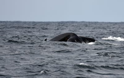 DSC_2639.JPG
