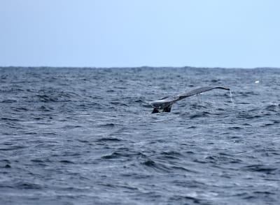 DSC_2642.JPG