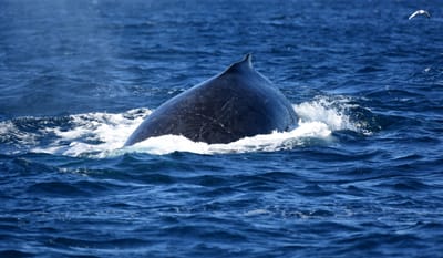 DSC_2967.JPG