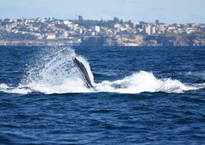 DSC_2992.JPG